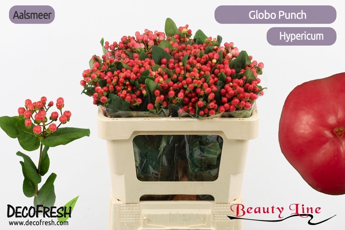 <h4>HYP GLOBO PUNCH</h4>