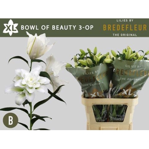 LI OR DU BO OF BEAUT 3+