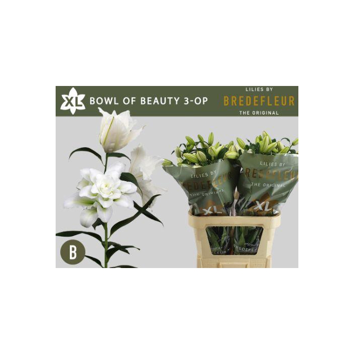 <h4>Li Or Du Bo Of Beaut</h4>