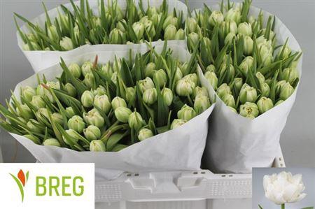 <h4>Tu Du Northcap</h4>