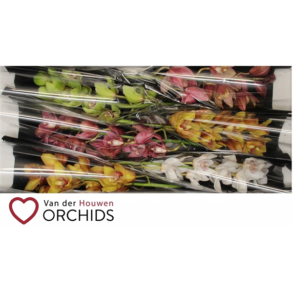 <h4>70 cm gemengd</h4>