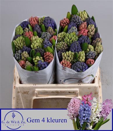 <h4>Hyac Gem 4 Kleuren</h4>