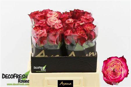 <h4>R GR APPLE JACK</h4>