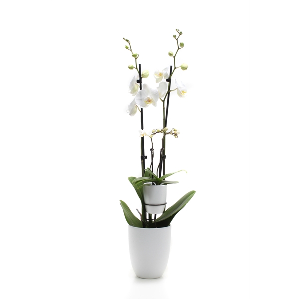 <h4>Hugo White Phal Wit 2T+ Tiny Dolls 2T</h4>