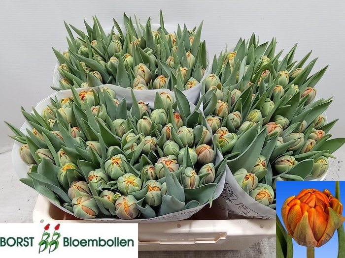 <h4>TU DU ORANGE PRINCES</h4>