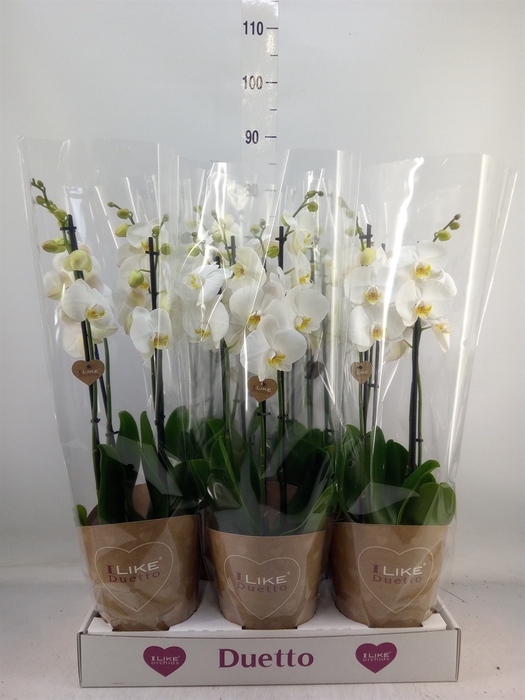 <h4>Phalaenopsis  'Ant Oxford'</h4>