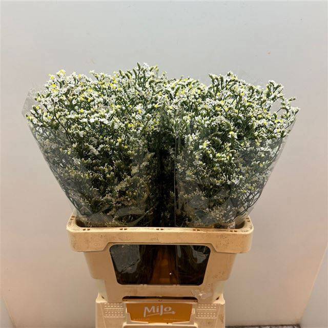 <h4>LIM SIN CHINA WHITE</h4>