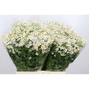 Tanacetum Pa Single Vegmo