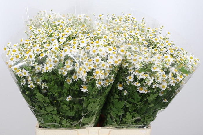 <h4>Tanacetum Pa Single Vegmo</h4>