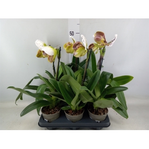 Paphiopedilum american hybride mix