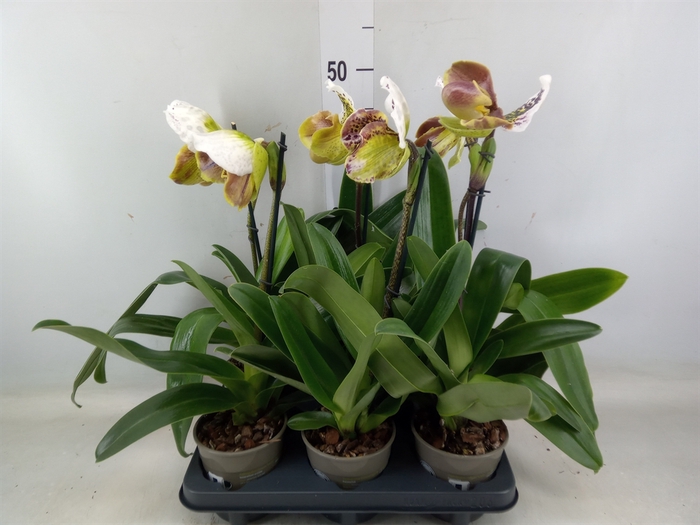 <h4>Paphiopedilum american hybride mix</h4>