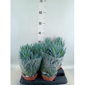 Curio ficoides 'Stelvio'