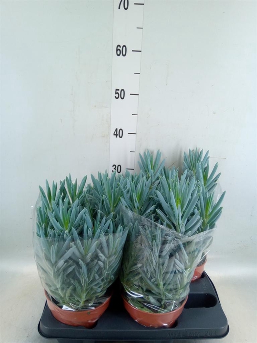 <h4>Curio ficoides 'Stelvio'</h4>