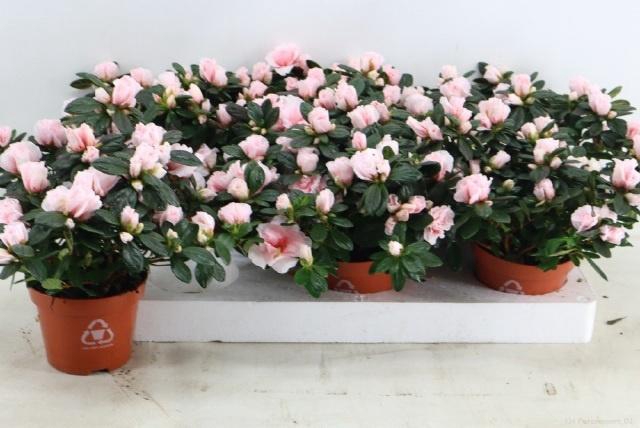 <h4>RHODO SI OV</h4>