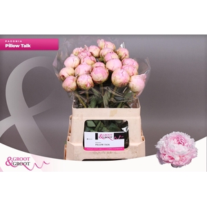 Paeonia Pillow Talk | XXL