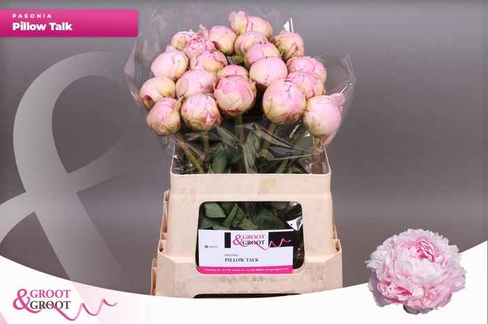 <h4>Paeonia Pillow Talk | XXL</h4>