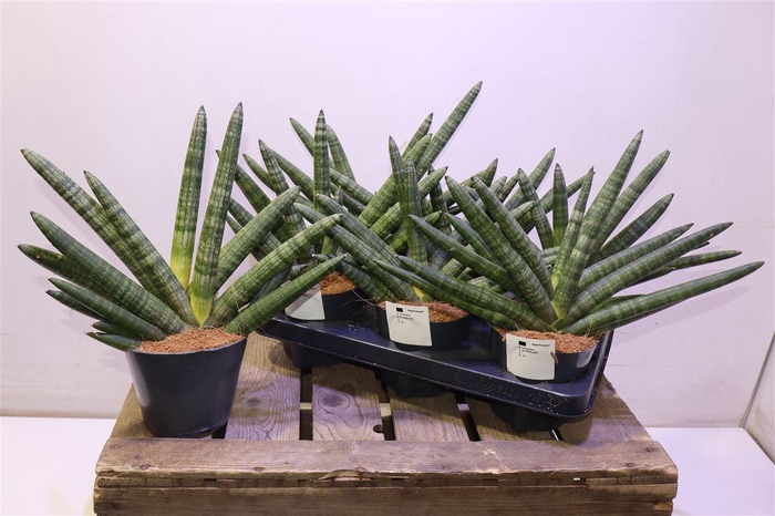 <h4>arr8 Sansev Cy Skyline</h4>