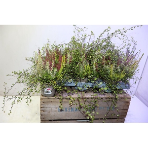 arr8 Callu Ga G Tri Girls + Muehlenbeckia