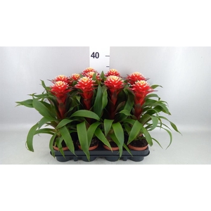 Guzmania   ...