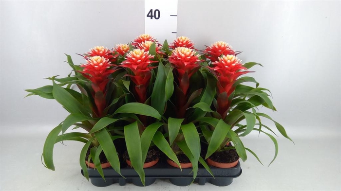 <h4>Guzmania   ...</h4>