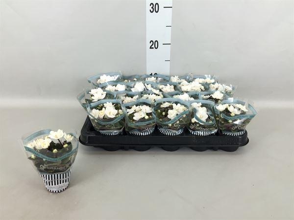 <h4>Saintpaulia   ...</h4>