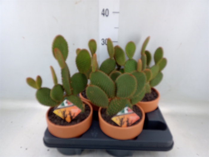 <h4>Opuntia microdasys var. rufida</h4>