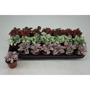 Hypoestes phyl. gemengd