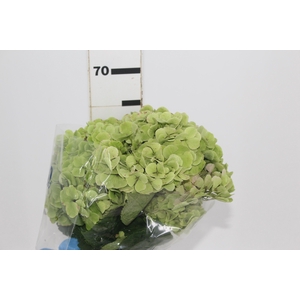 HORTENSIA FORCE 060 CM VERDE