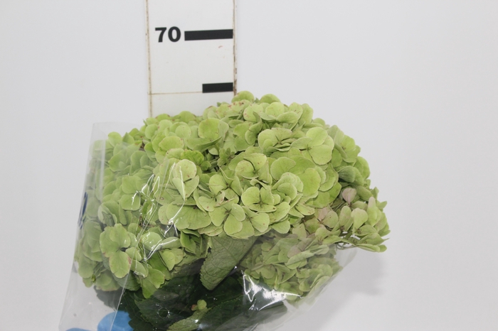 <h4>HORTENSIA FORCE 060 CM VERDE</h4>