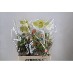 Papaver Mixed Super P Stem