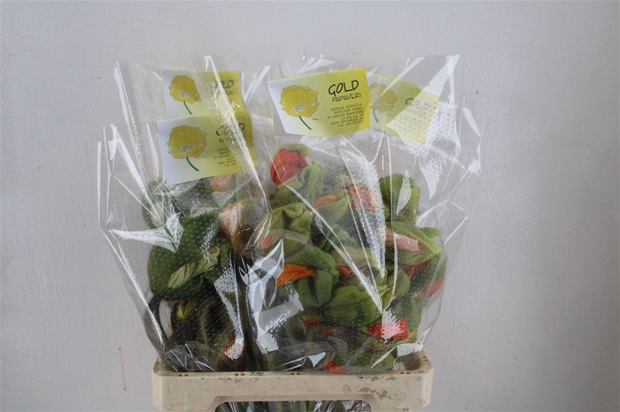 <h4>Papaver Mixed Super P Stem</h4>