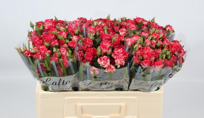 <h4>R TR FIREWORKS</h4>