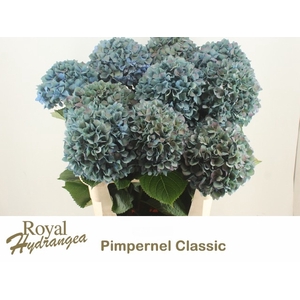 HYDR M CH PIMPERN CL