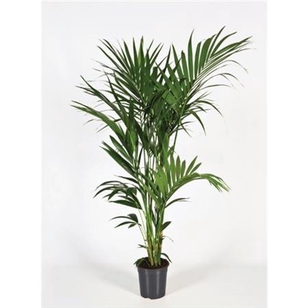 <h4>Howea Forsteriana 180cm (kentia)</h4>