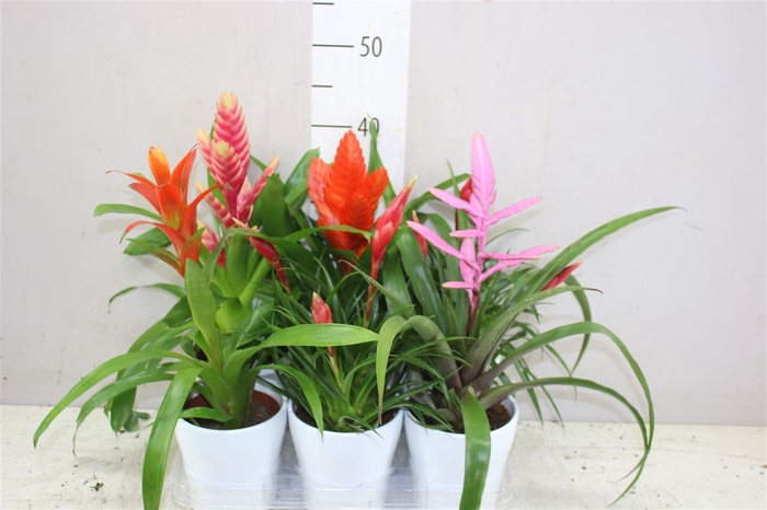 <h4>Bromelia Gemengd Keramiek</h4>