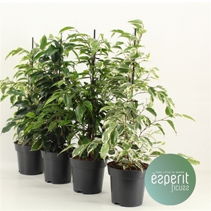 Ficus benjamina Royal Mix 3-4 srt.