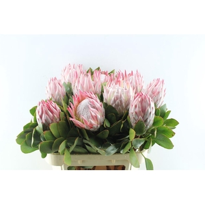 Protea Cynaroides
