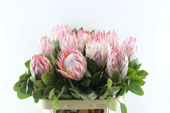 <h4>Protea Cynaroides</h4>