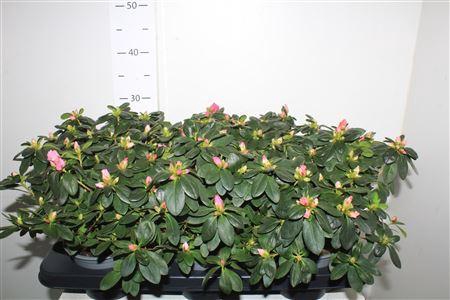 <h4>** Rhodo Si Vogel Gem Winter Promo *</h4>