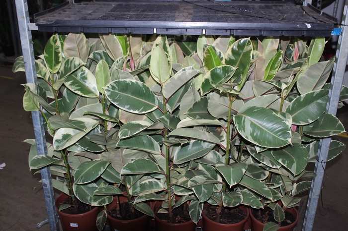 <h4>FICUS ELASTICA TINEKE P24</h4>