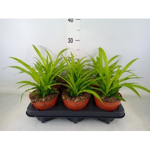 Chlorophytum com. 'Lemon'