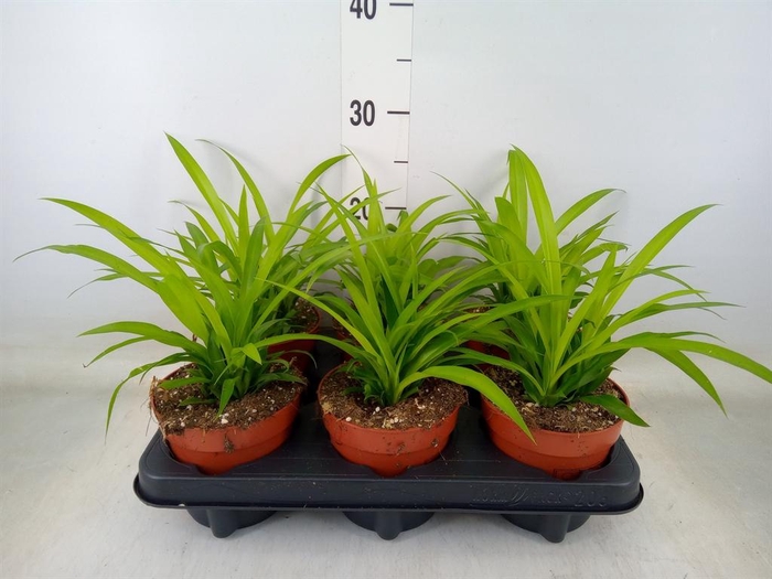 <h4>Chlorophytum com. 'Lemon'</h4>