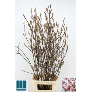 MAGNOLIA GRANDIFLORA