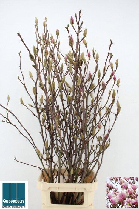 <h4>MAGNOLIA GRANDIFLORA</h4>