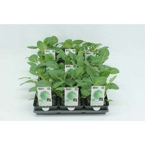 BKH groente 50130 bio Witte Kool (set x9)