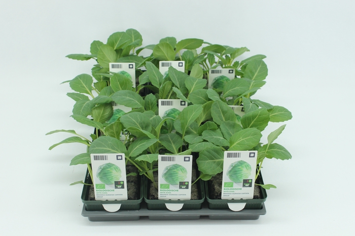 <h4>BKH groente 50130 bio Witte Kool (set x9)</h4>