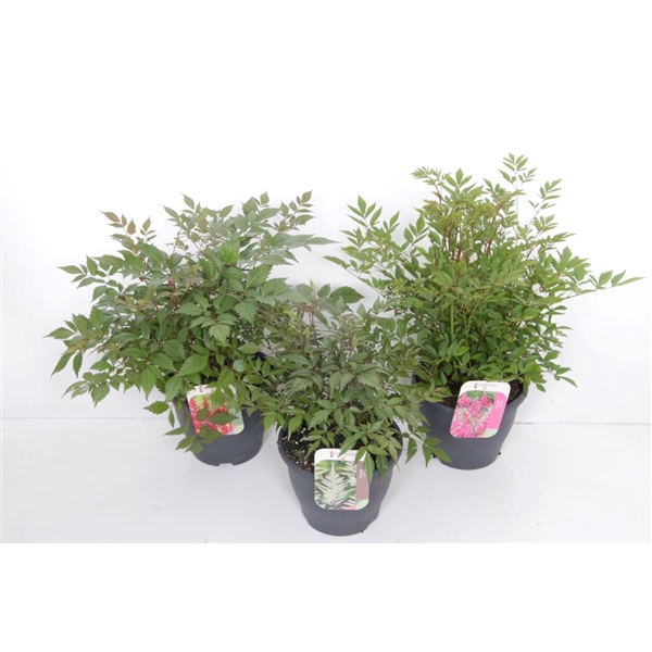<h4>Astilbe mix</h4>