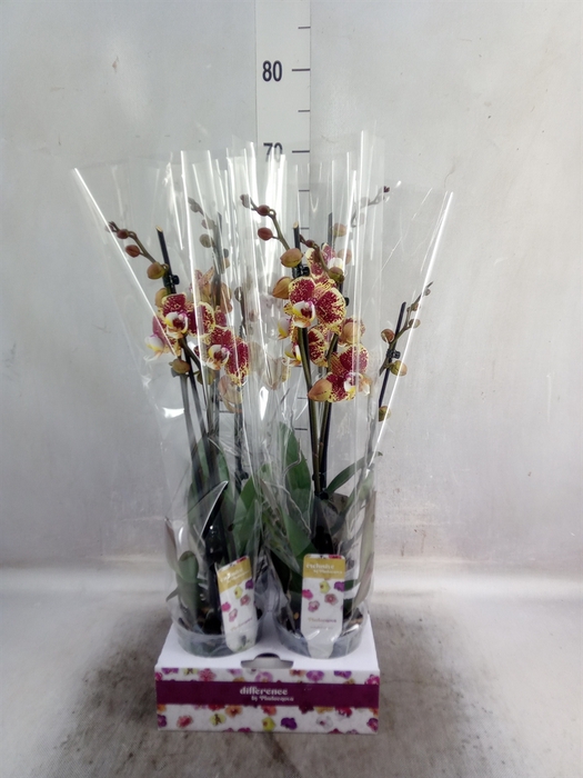 <h4>Phalaenopsis   ...</h4>