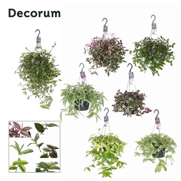 <h4>Tradescantia overig</h4>