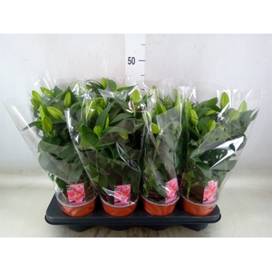 Lilium ori.   ...mix